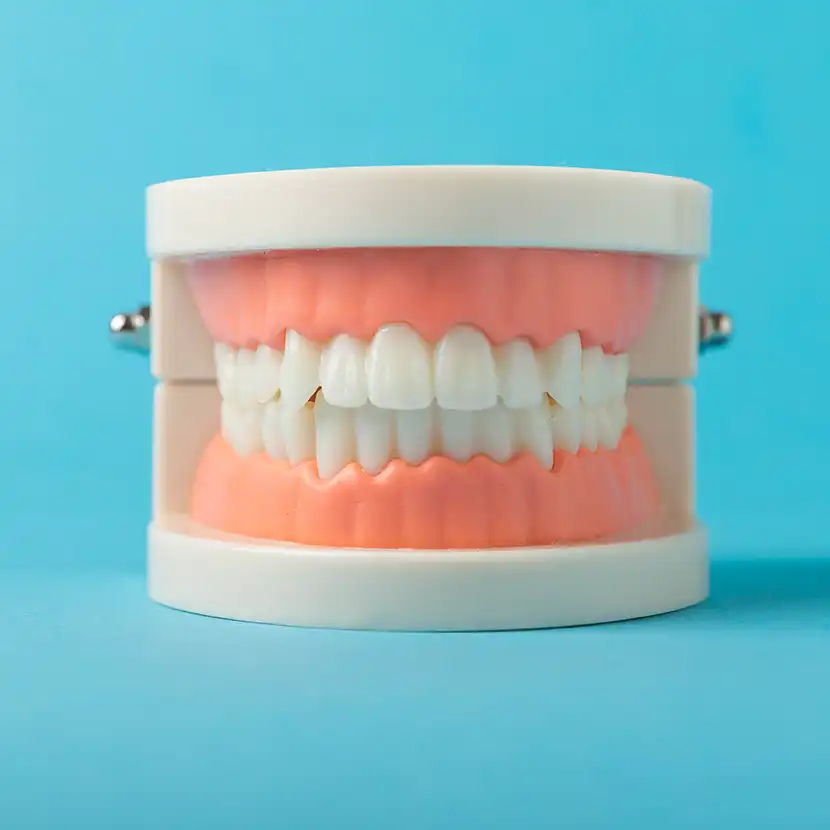 Jaw model